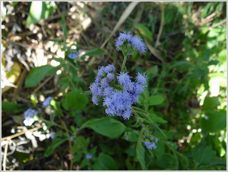 2015-01-25 14-31-36林道上的紫花霍香薊.JPG